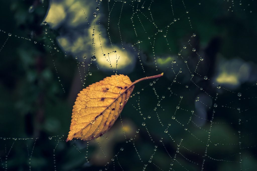 Picture a a golden fall leaf resting in a spider web. 