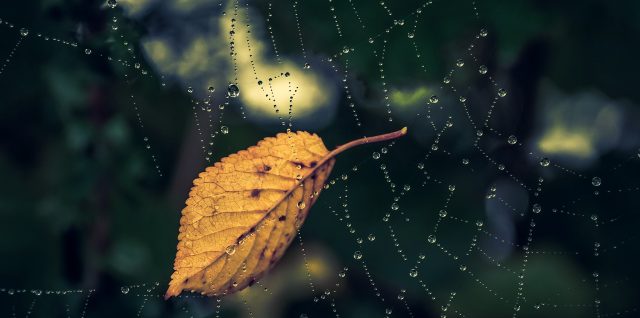 Tender picture of a golden fall leaf in a spider web.