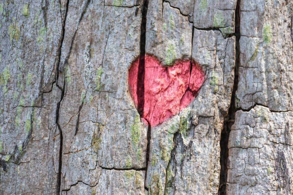 Rustic looking picture of a red heart on a tree. 