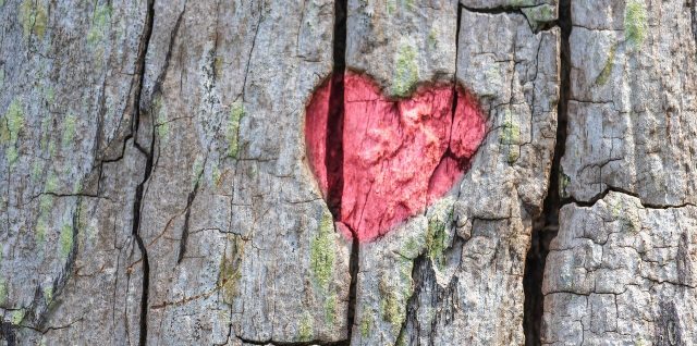 Red heart on a tree.