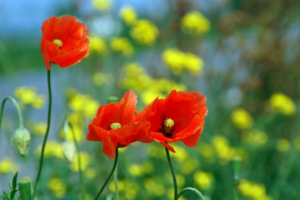 red poppy Flower pixabay free 4216606_1280