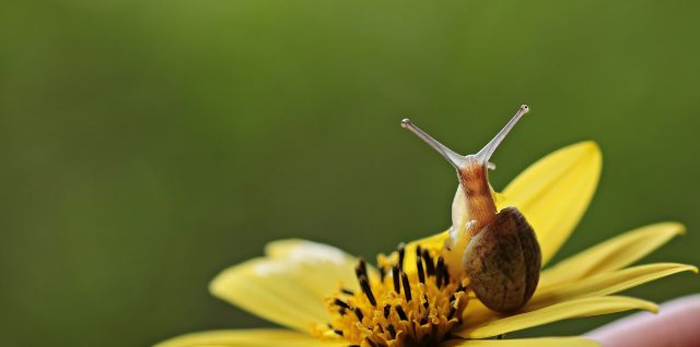 Cute snail on yellow flower