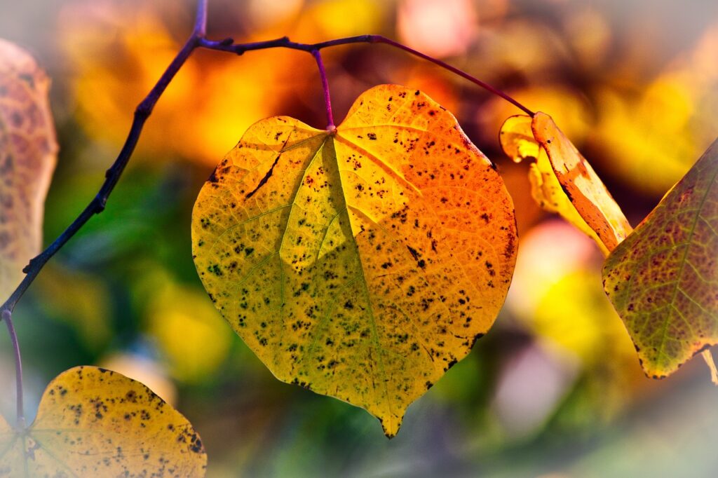 Pretty golden colored autumn leaves. 