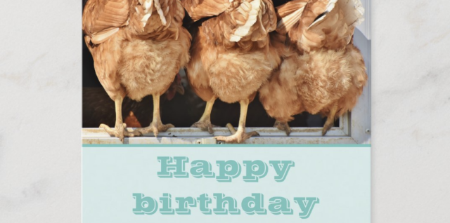 Cute Happy Birthday Chicken Butt postcard pic